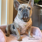 Dog Harness product image 43