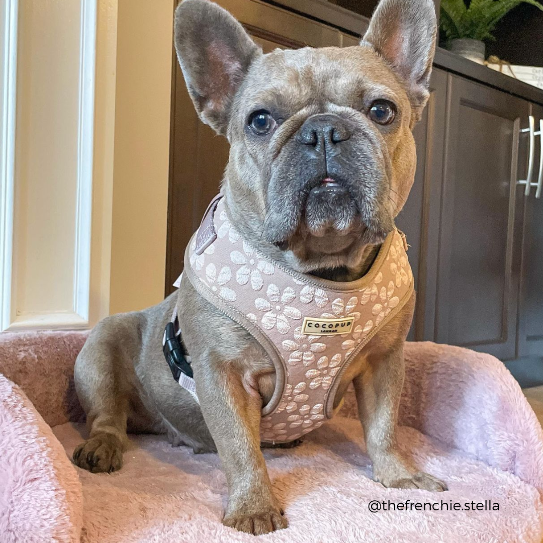 Dog Harness product image 43