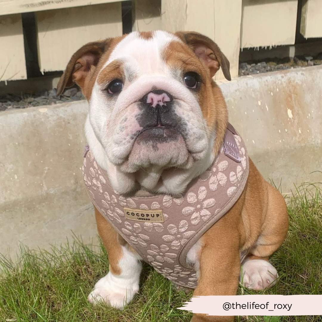 Dog Harness product image 44
