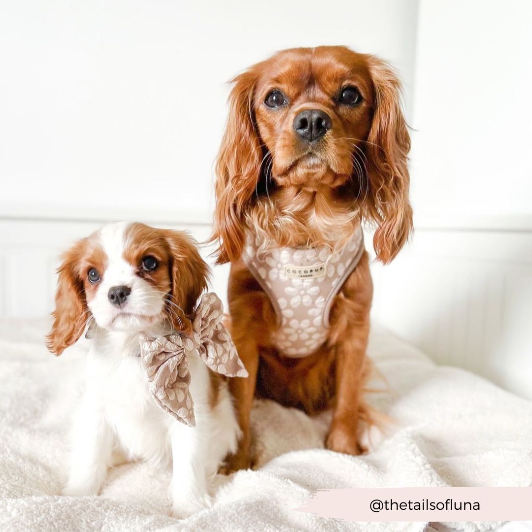 Dog Harness product image 45