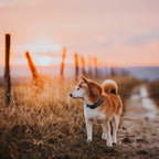 Martingale Collar product image 6