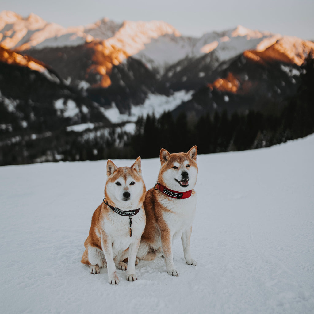 Martingale Collar product image 10