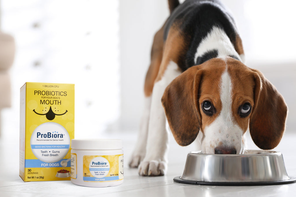 Pet Oral Probiotic Powder product image 12
