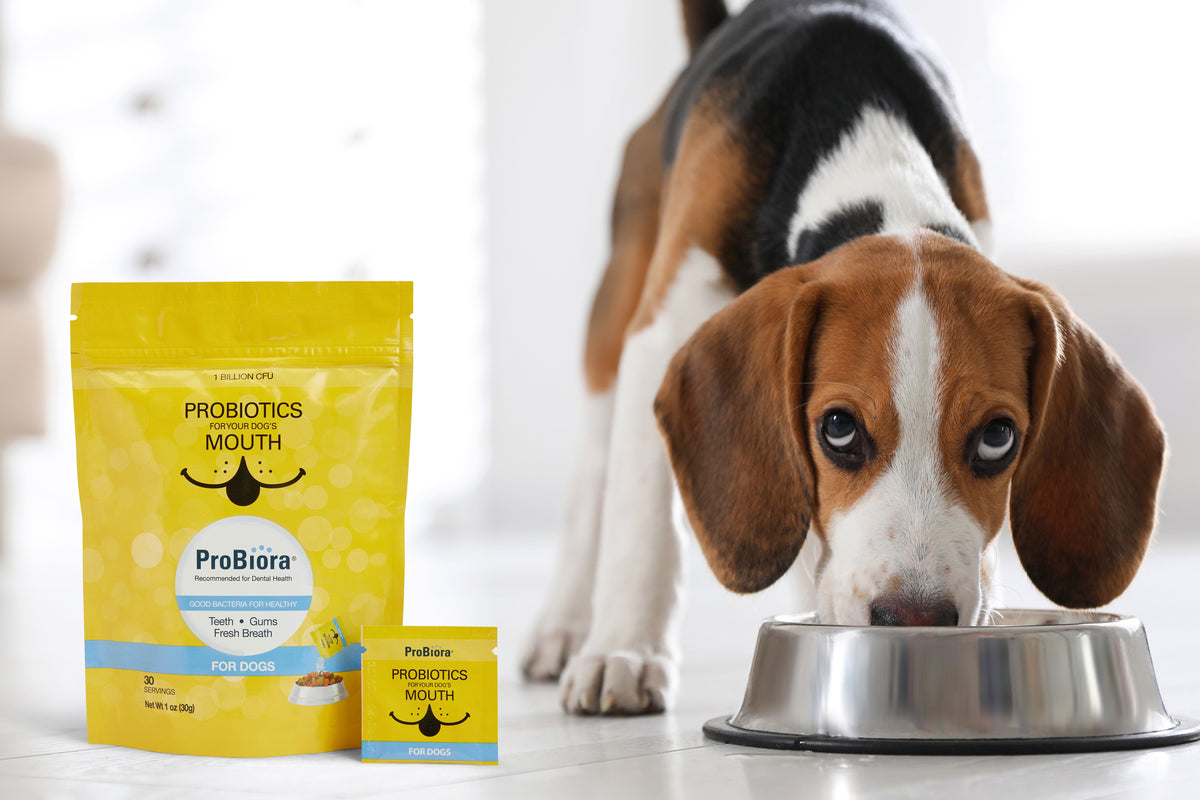 Pet Oral Probiotic Powder product image 22