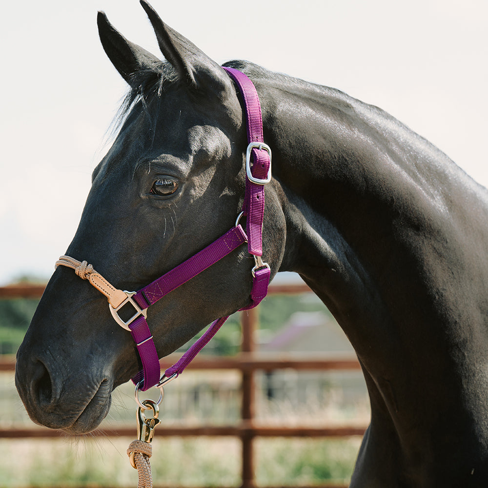 Nylon Horse Halter product image 1