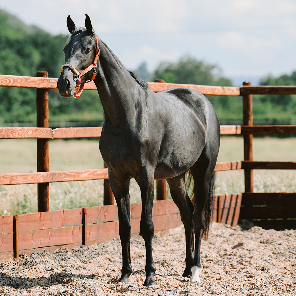 Nylon Horse Halter product image 2