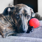 Dog Ball product image 7