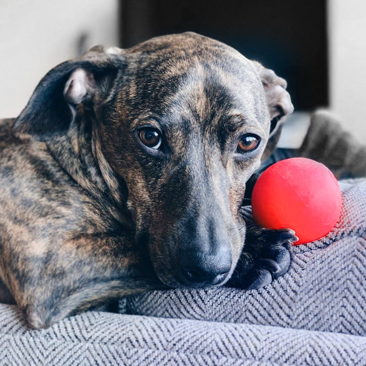 Dog Ball product image 7