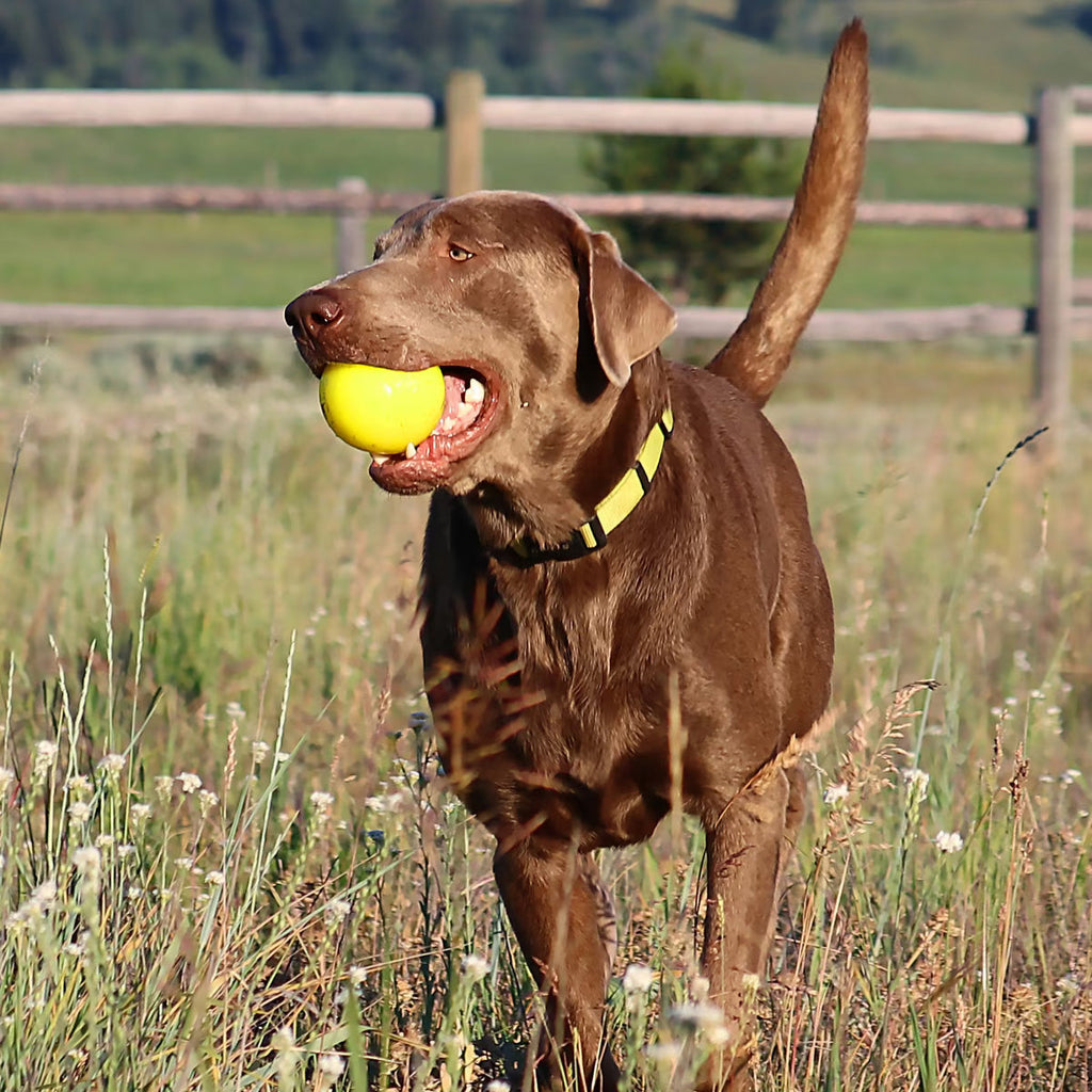 Dog Ball product image 10