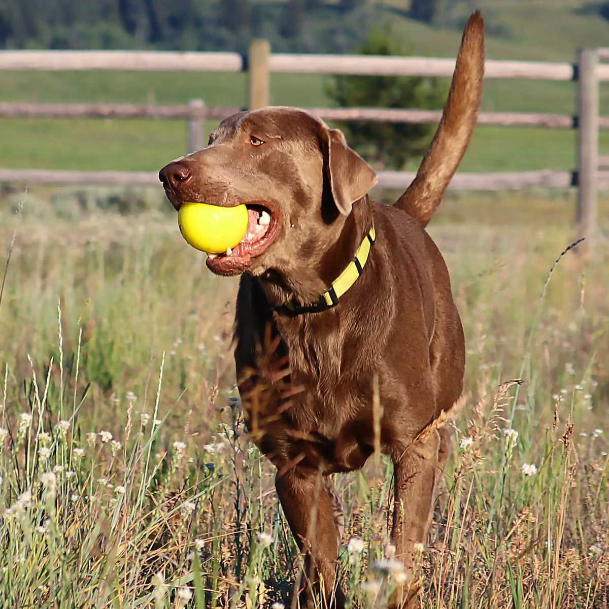 Dog Ball product image 10