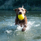 Dog Ball product image 11