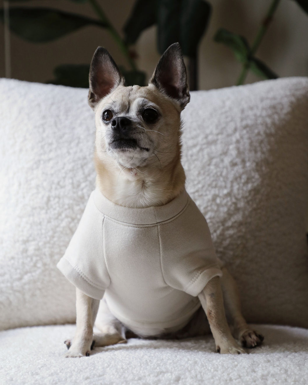 Dog Sweatshirt product image 6