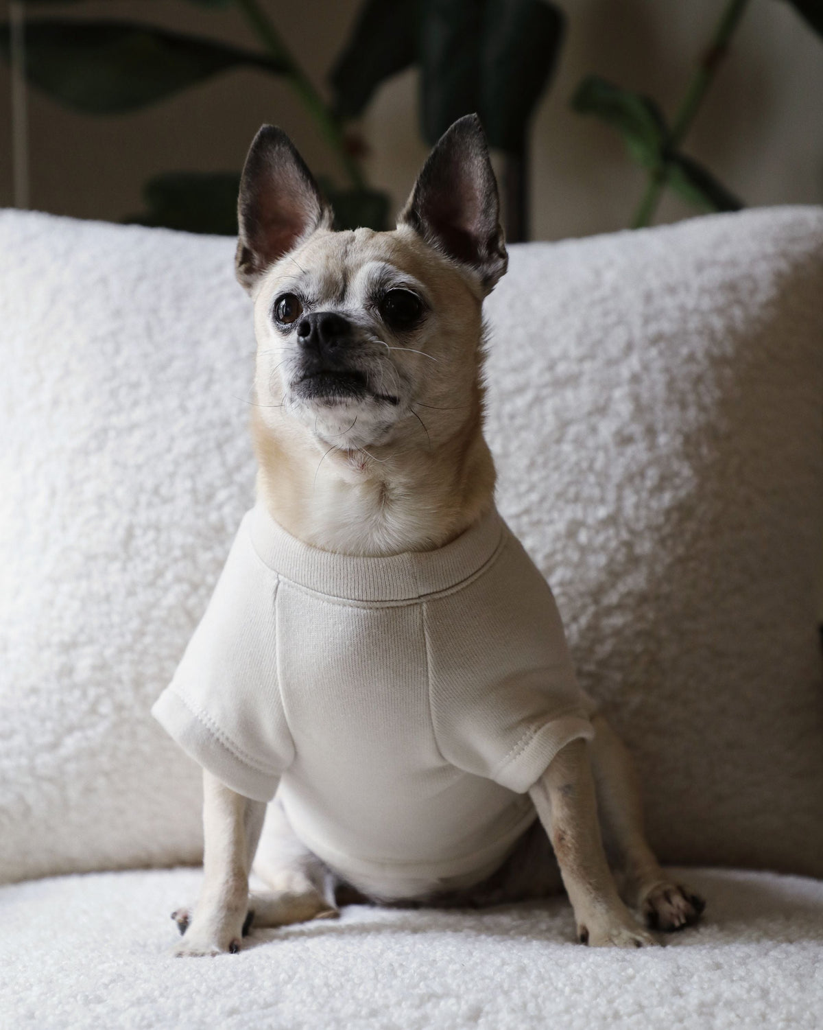 Dog Sweatshirt product image 6