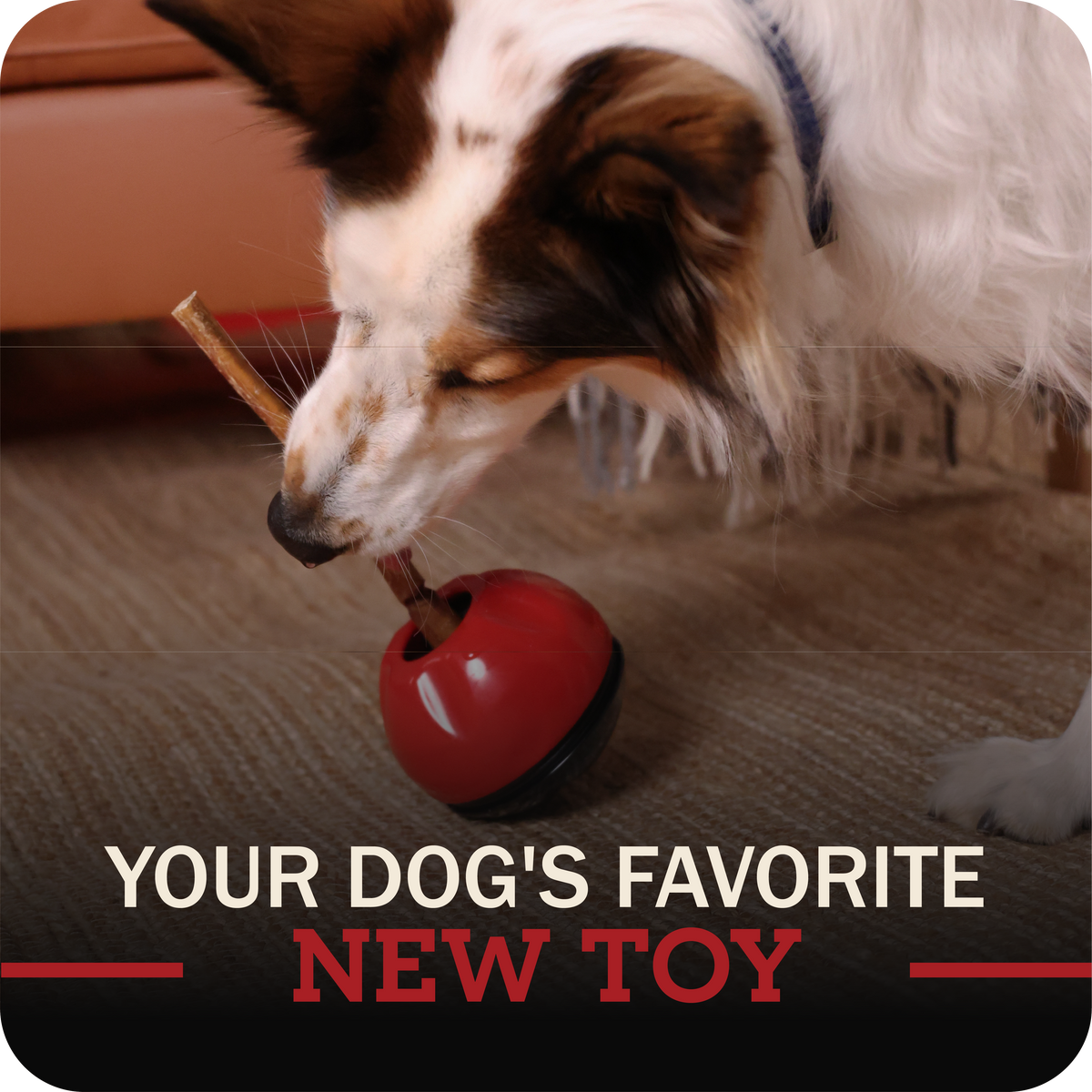 Dog Chew Holder product image 2