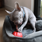 Dog Chew Holder product image 9