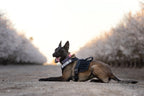 Tactical Dog Harness product image 6
