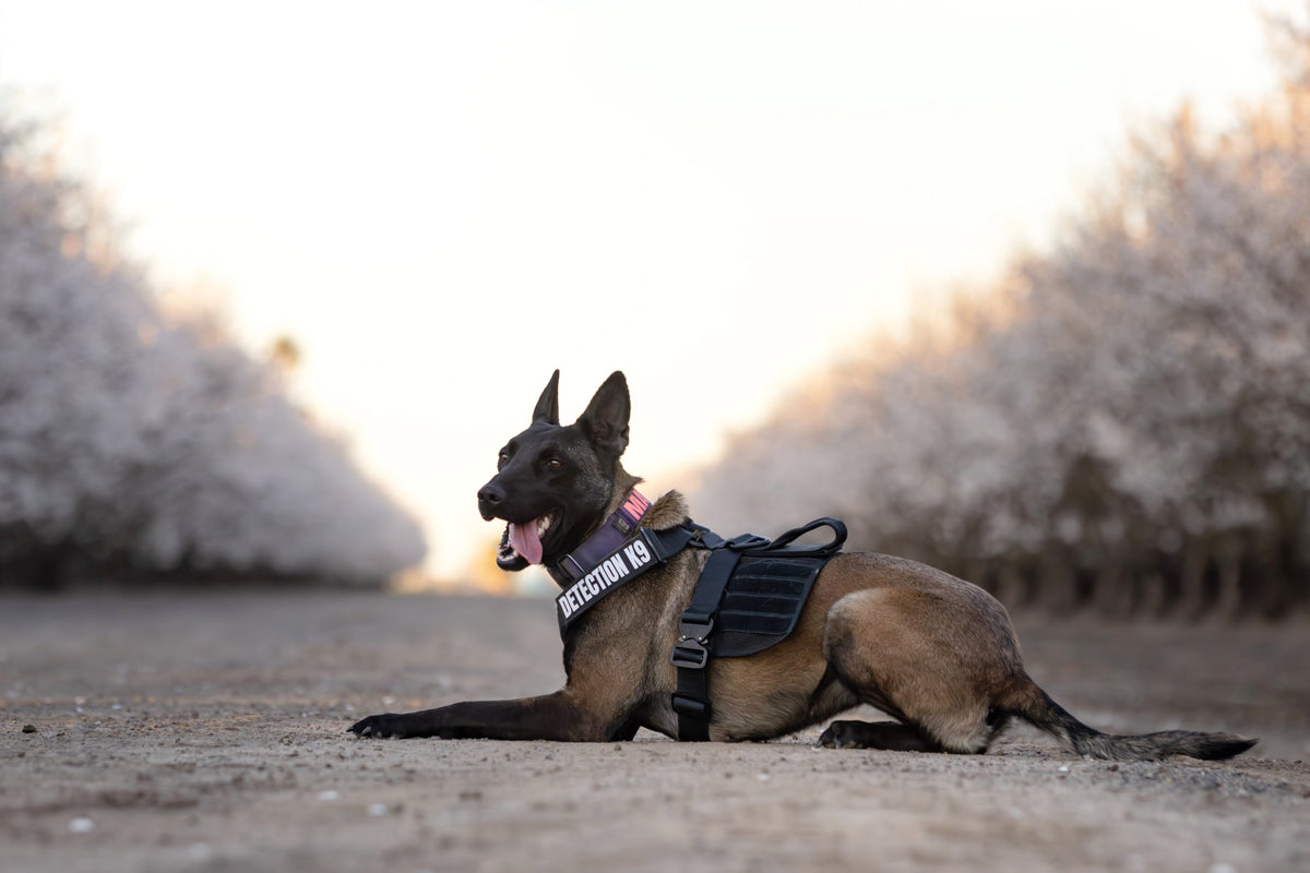 Tactical Dog Harness product image 6