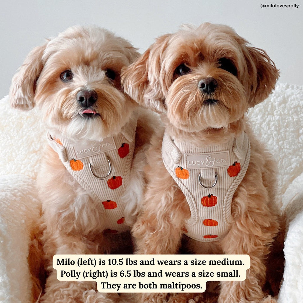 Dog Harness product image 4