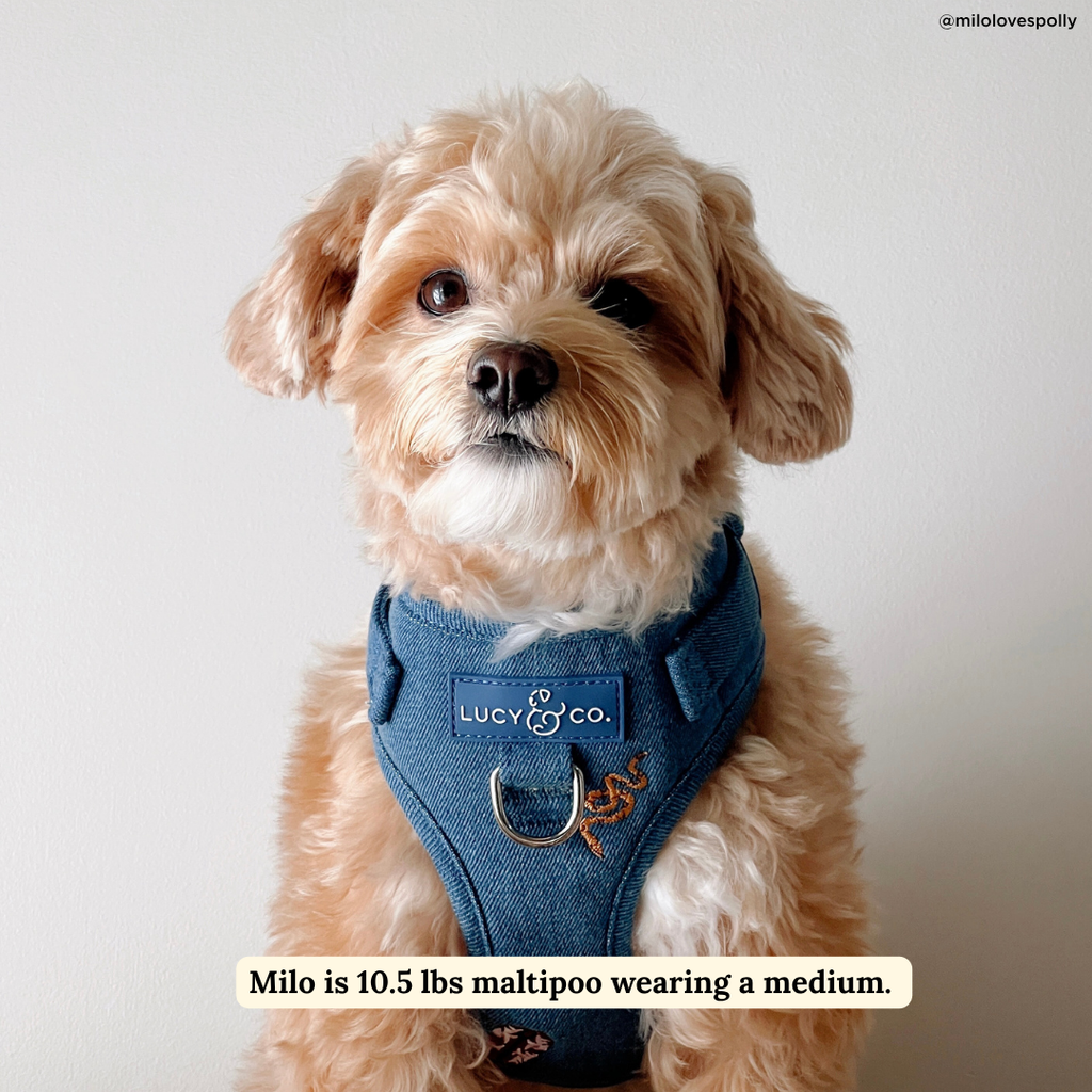 No-Pull Harness product image 2