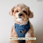 No-Pull Harness product image 2