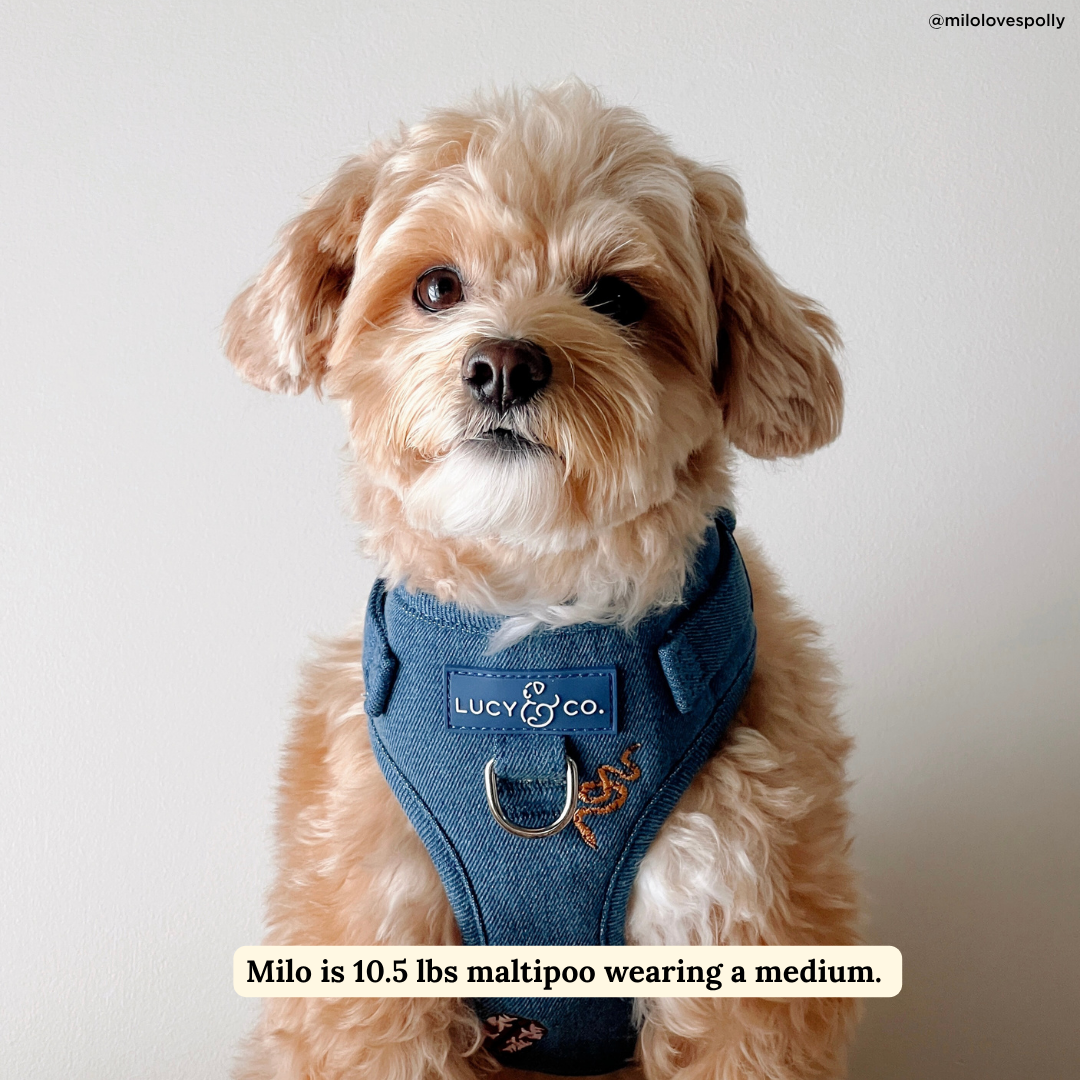 No-Pull Harness product image 2