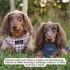No-Pull Harness product image 5