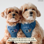 No-Pull Harness product image 8