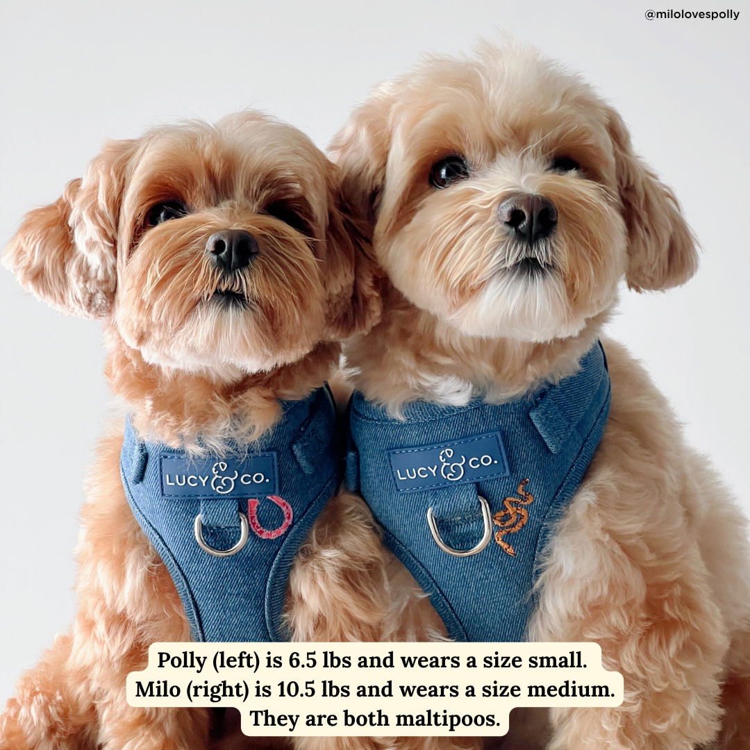 No-Pull Harness product image 8