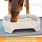Raised Pet Bowl product image 58