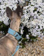 Martingale Dog Collar product image 1