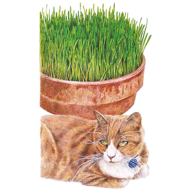 Cat Grass Seeds product image 1
