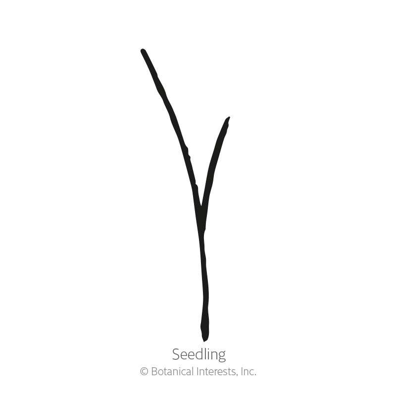 Cat Grass Seeds product image 2