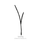Cat Grass Seeds product image 2