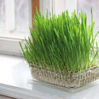 Cat Grass Seeds product image 5
