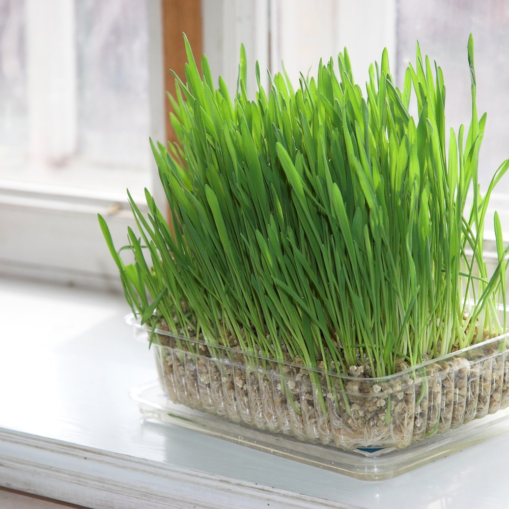 Cat Grass Seeds product image 5