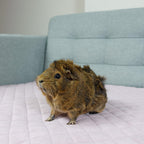 Small Animal Cage Liner product image 2