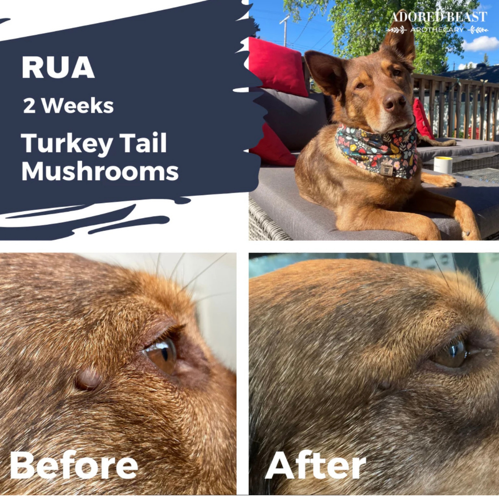 Dog Immune Supplement product image 4