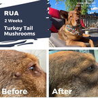 Dog Immune Supplement product image 4