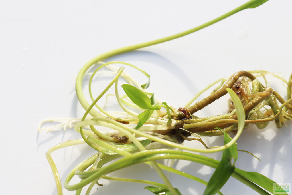Cryptocoryne Aquarium Plant Pack product image 17