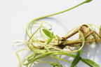 Cryptocoryne Aquarium Plant Pack product image 17
