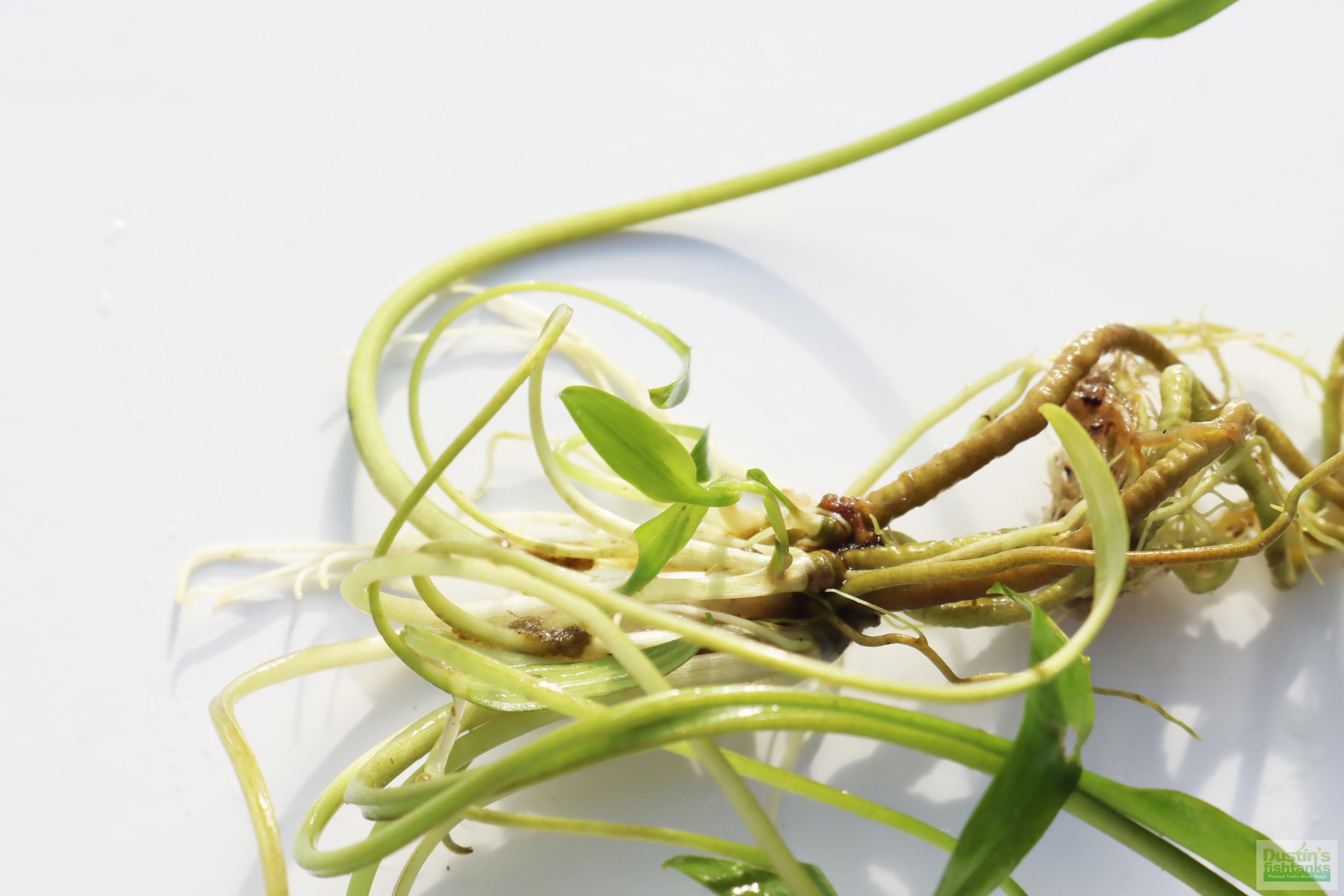Cryptocoryne Aquarium Plant Pack product image 17