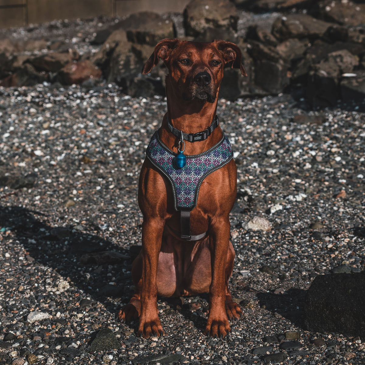 Pet Safety Light product image 2
