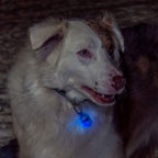 Pet Safety Light product image 4