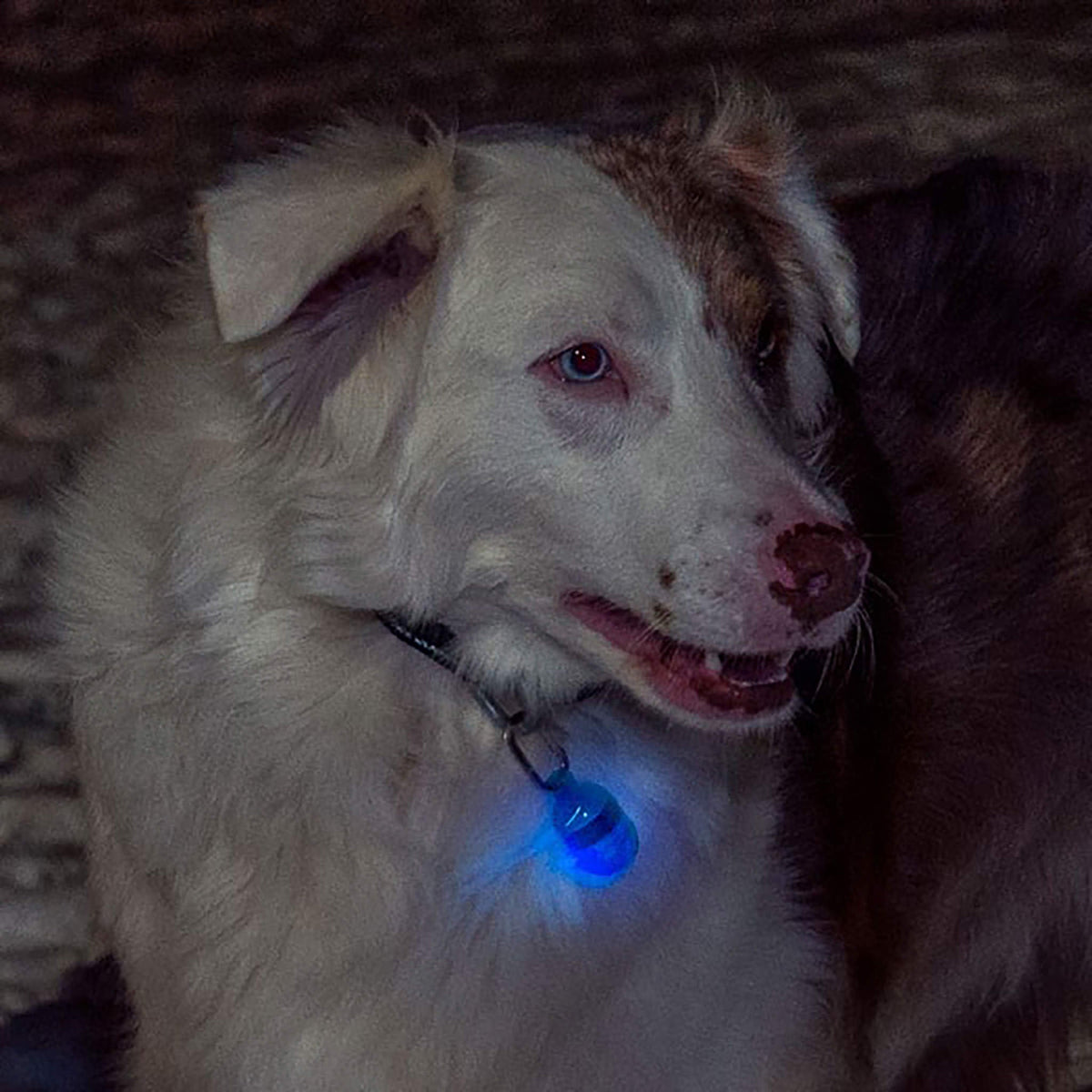 Pet Safety Light product image 4