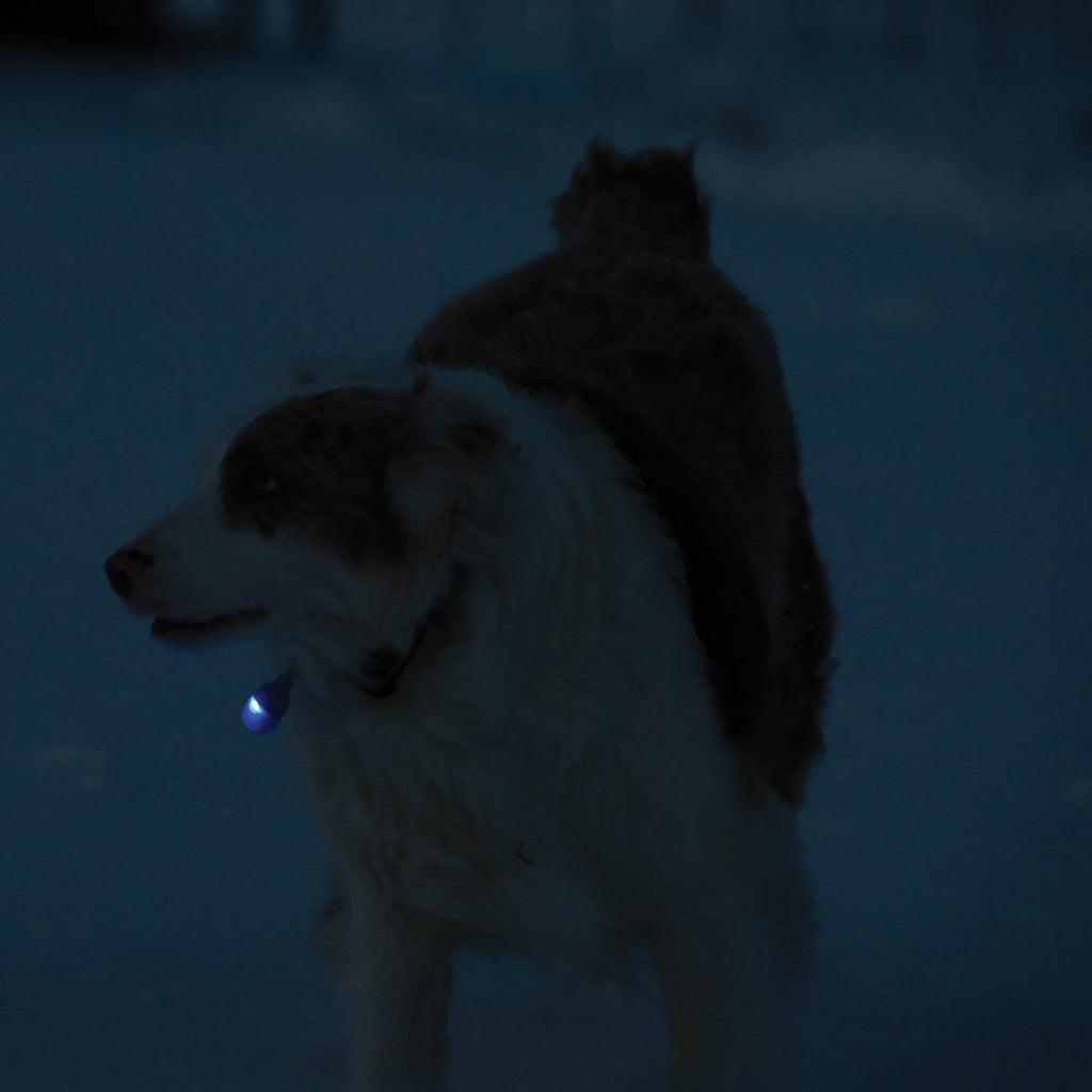 Pet Safety Light product image 5