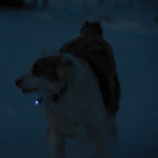 Pet Safety Light product image 5