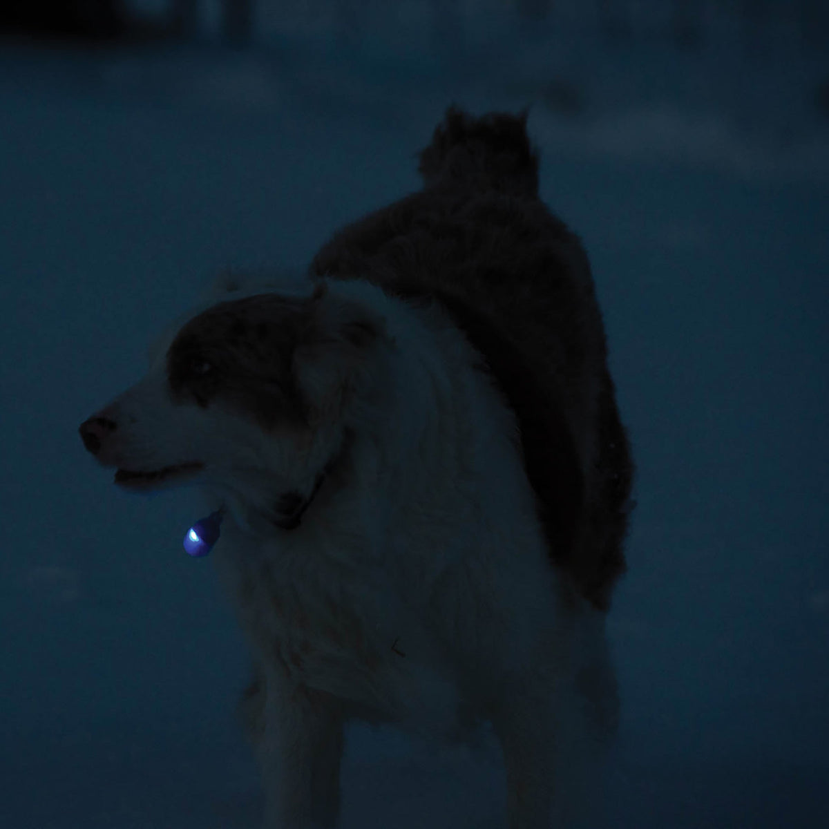Pet Safety Light product image 5