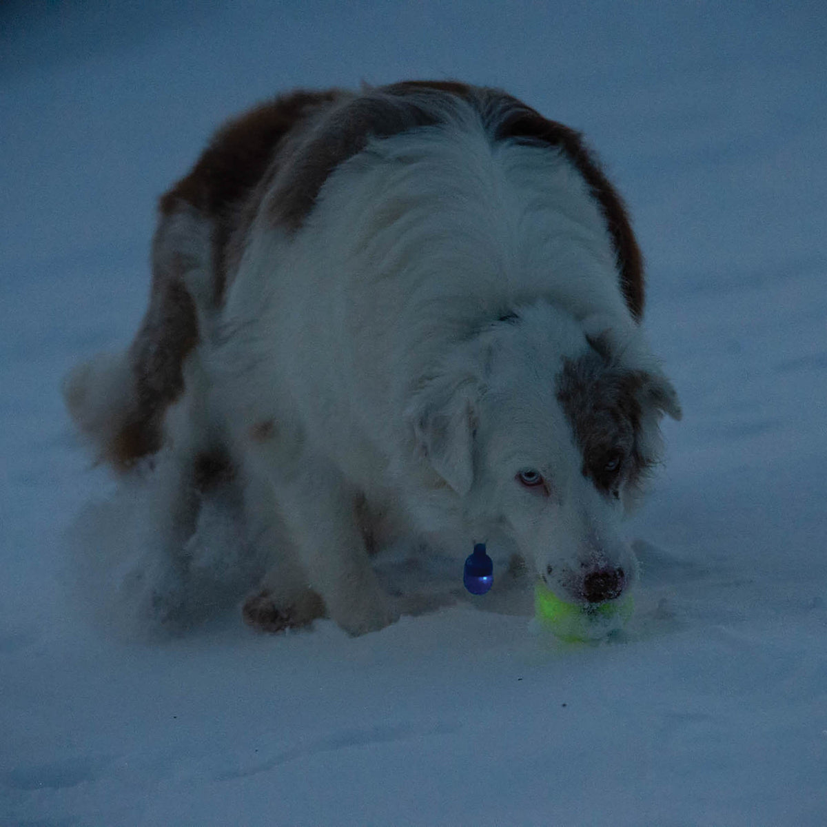 Pet Safety Light product image 6