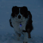 Pet Safety Light product image 7