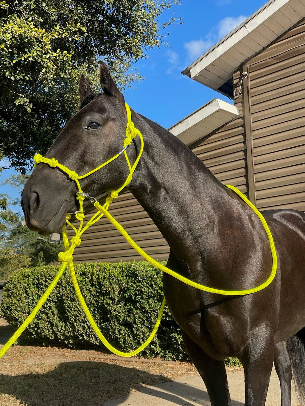 Rope Halter Training Set product image 11